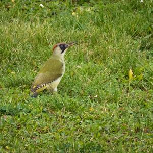 Eurasian Green Woodpecker