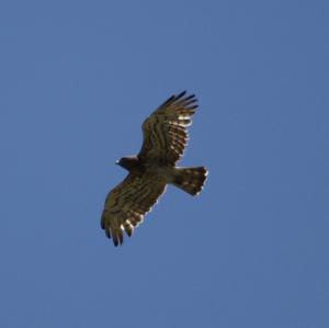 Schlangenadler