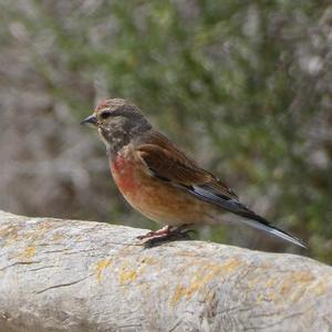 Eurasian Linnet