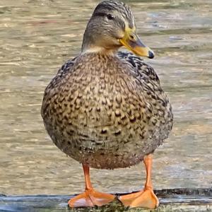 Mallard