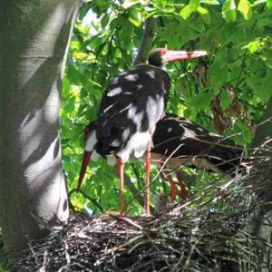 Black Stork