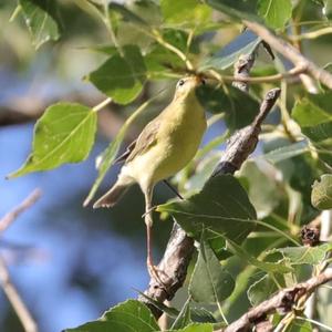 Willow Warbler
