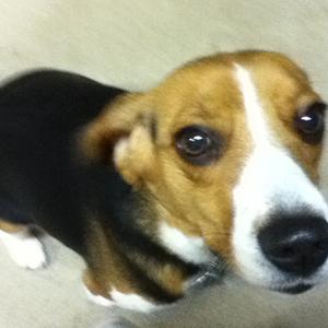 Beagle
