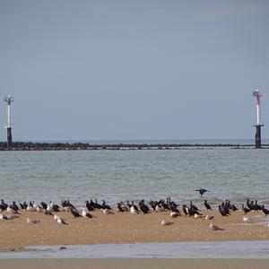 Kormoran