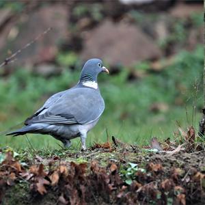 Common Wood-pigeon