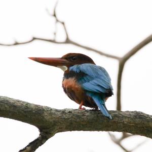 White-throated Kingfisher