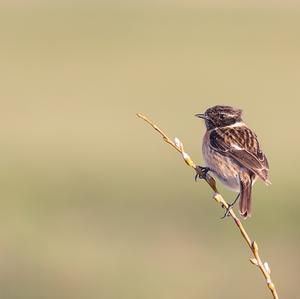 European stonechat