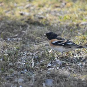 Brambling