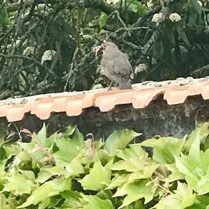 Eurasian Blackbird