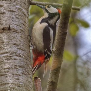 Great Spotted Woodpecker