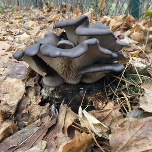 Unknown Species