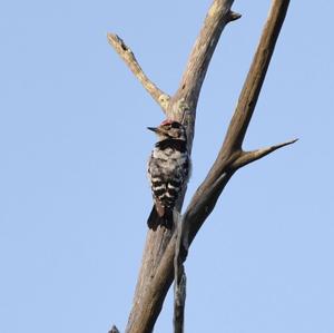 Lesser Spotted Woodpecker
