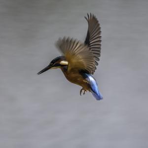 Eisvogel