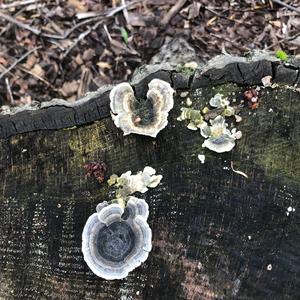 Schmetterlings-Tramete