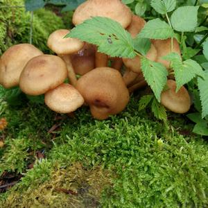 Honey Mushroom