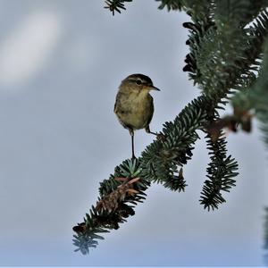 Willow Warbler