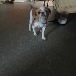Unknown Breed