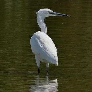 Little Egret