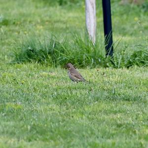 Eurasian Wryneck