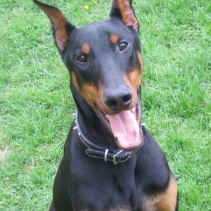 Dobermann