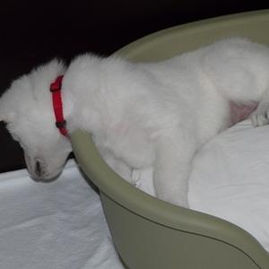 Berger Blanc Suisse