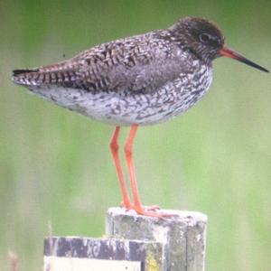 Common Redshank