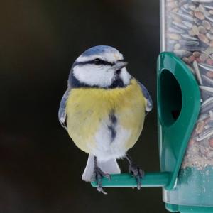 Blue Tit
