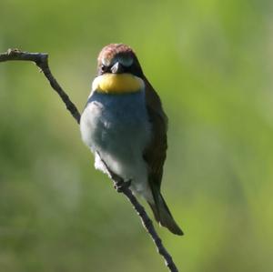 European Bee-eater