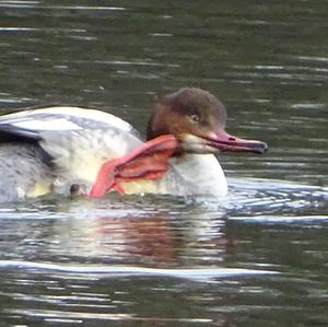 Common Merganser