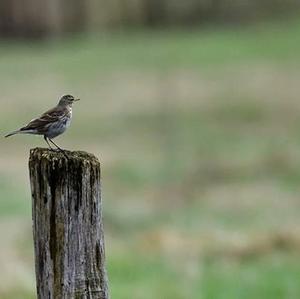 Wood Lark