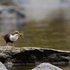 White-throated Dipper
