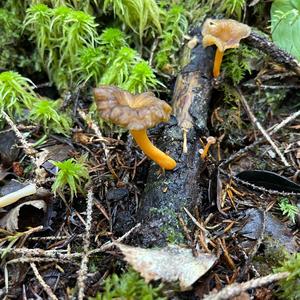 Trumpet Chanterelle