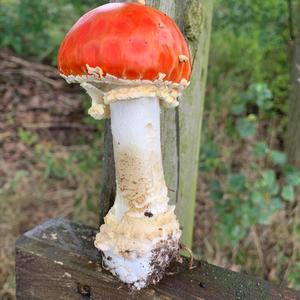 Fliegenpilz