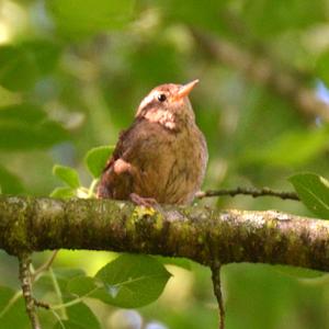 Winter Wren