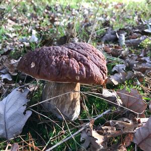King Bolete