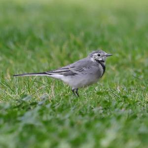 White Wagtail