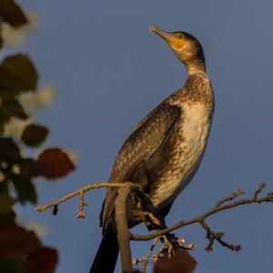 Kormoran