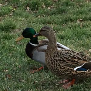 Garganey