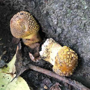 Stump Puffball