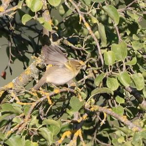 Willow Warbler