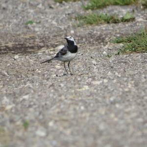 White Wagtail