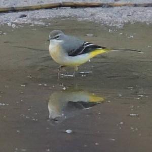 Grey Wagtail