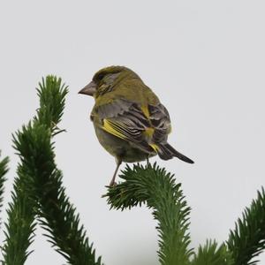 European Greenfinch