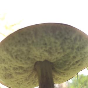 Scaber Stalk, Common