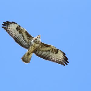 Mäusebussard