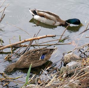 Stockente
