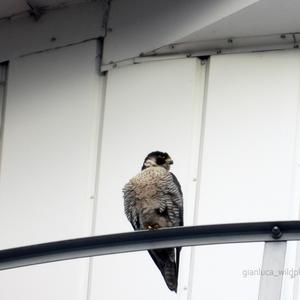 Peregrine Falcon
