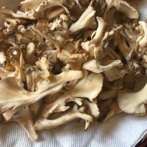 Hen-of-the-Woods