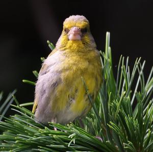 European Greenfinch