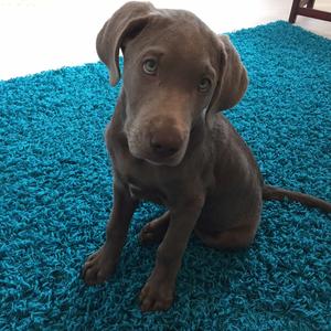 Retriever (Labrador)